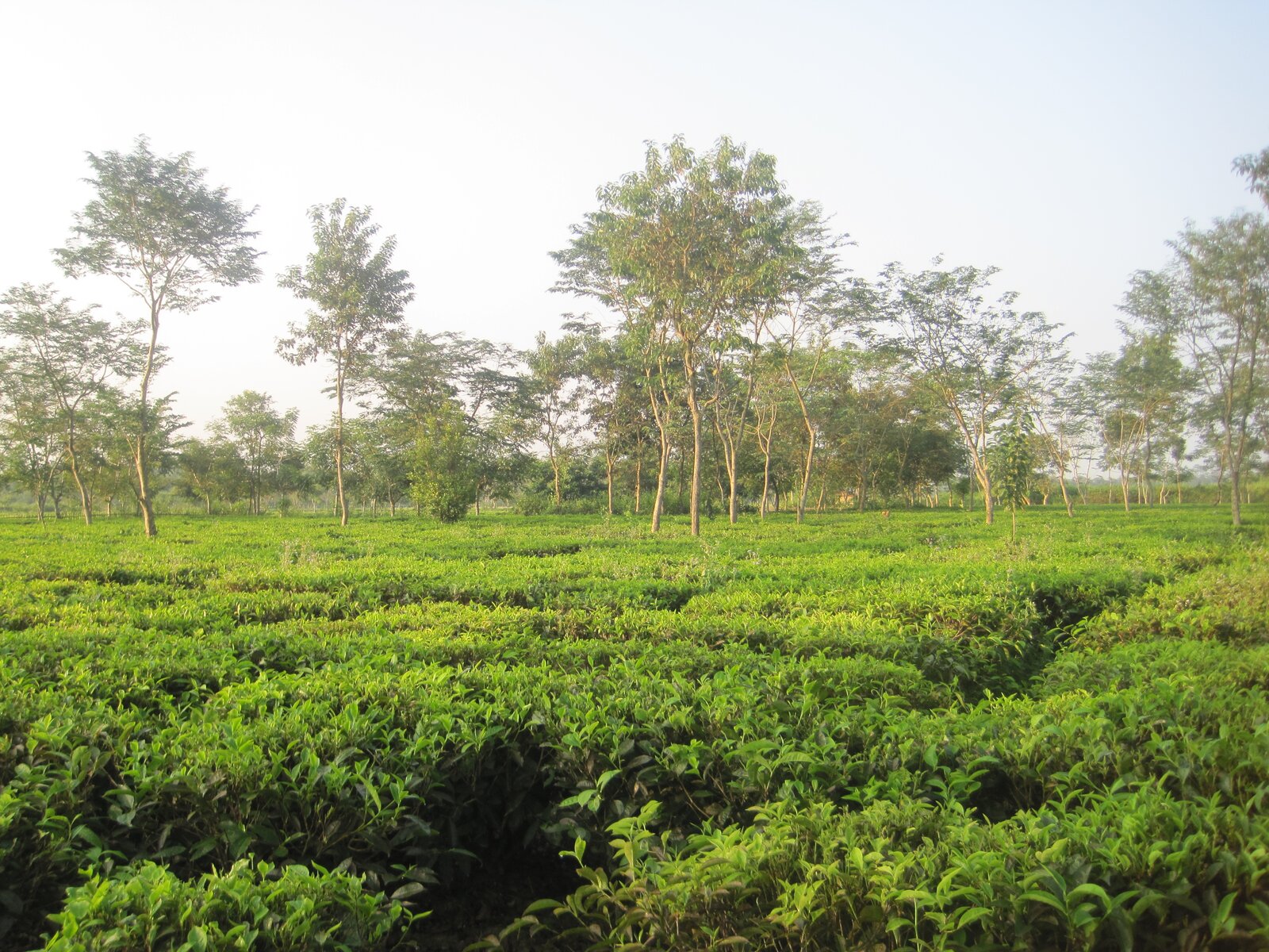 Assam tea garden in Dibrugarh district — flat plain of tea bushes under tall shade trees, the country the assamica leaf evolved in. Photo: Joli, CC BY-SA 4.0 via Wikimedia Commons.
