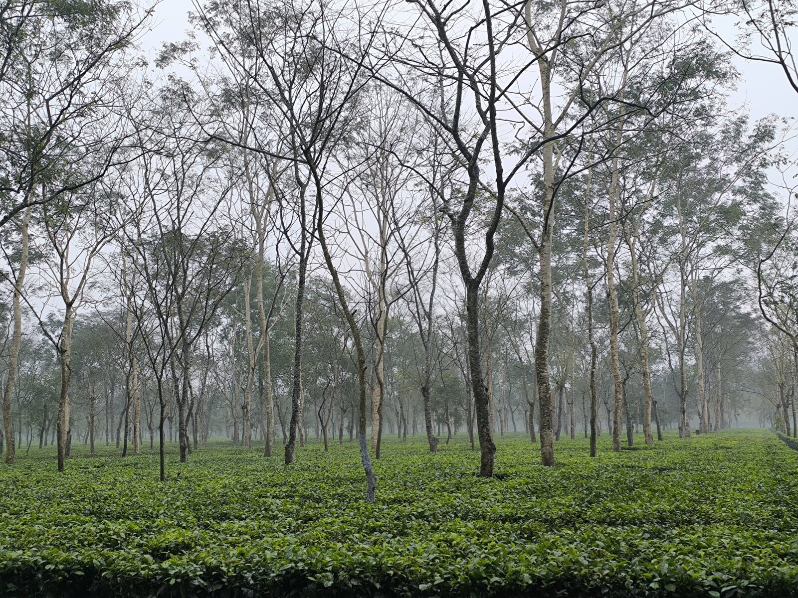 Assam tea estate at first light — shade trees rising above the tea bushes, mist between the trunks. Dibrugarh district.