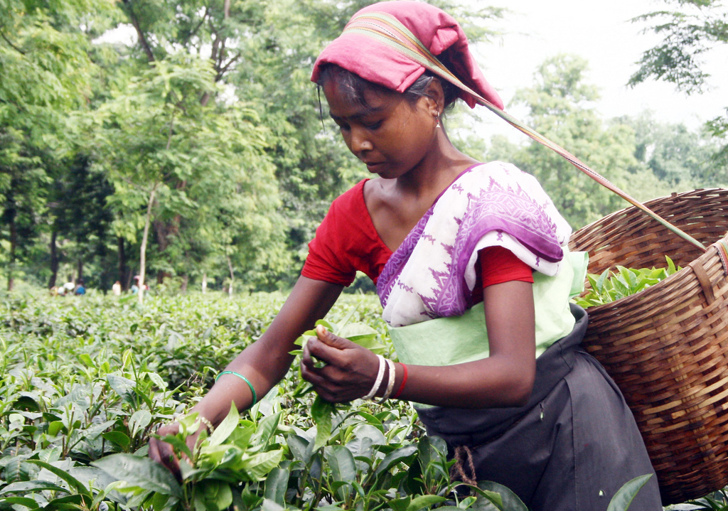 A picker at Amluckee Tea Estate, Nagaon district, Assam — two-leaves-and-a-bud plucked into a basket on the back. The standard of the malt cup begins here.